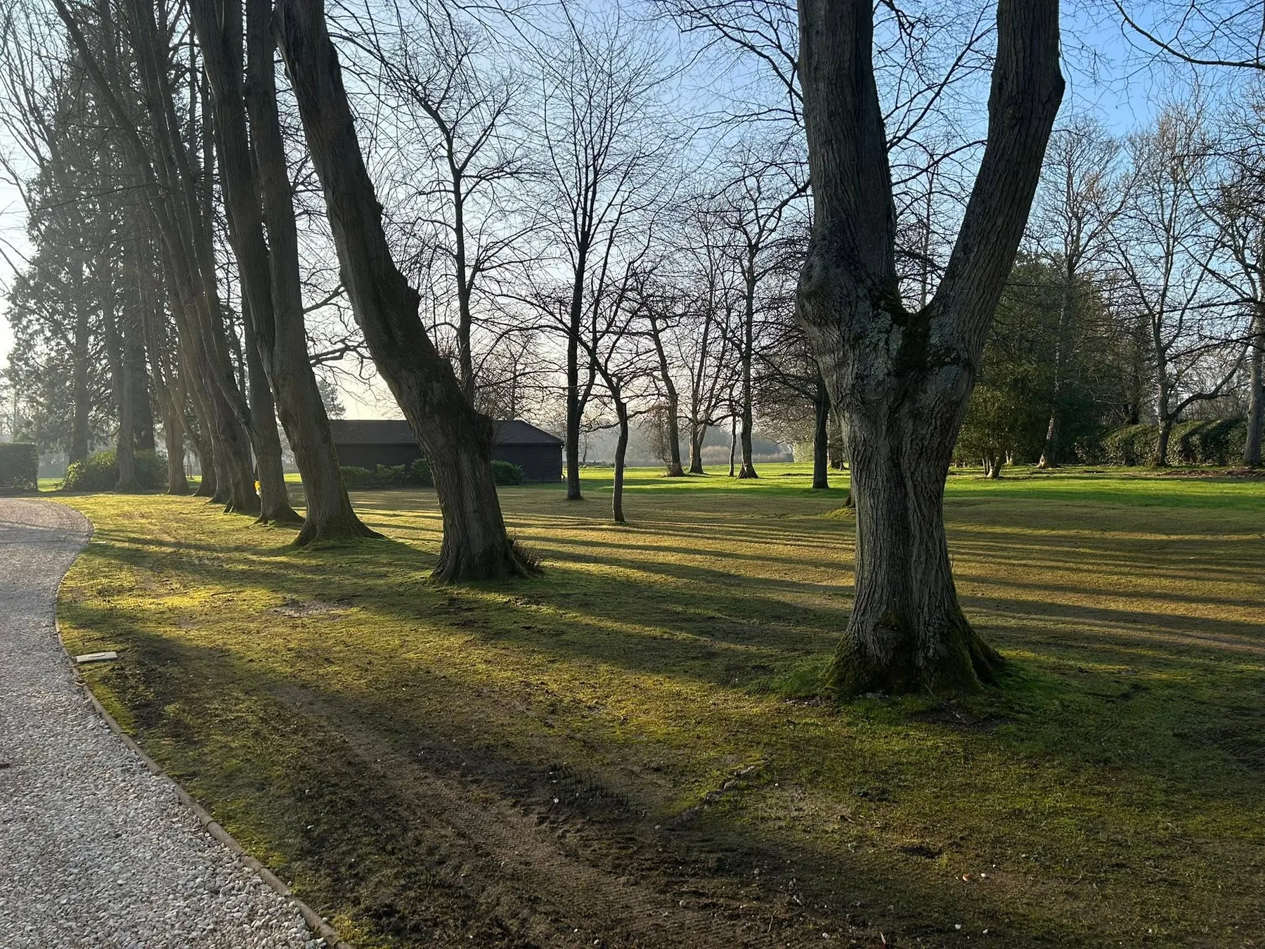 mossy estate lawn original condition reading - Estate Lawn Renovation and Moss Treatment in Reading