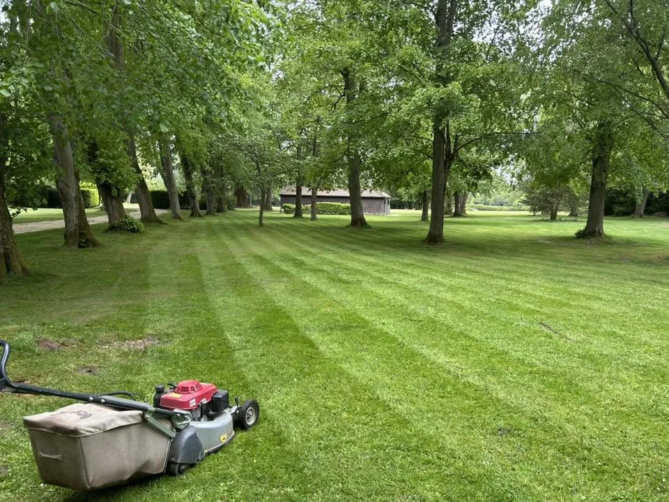Estate Lawn Renovation and Moss Treatment in Reading